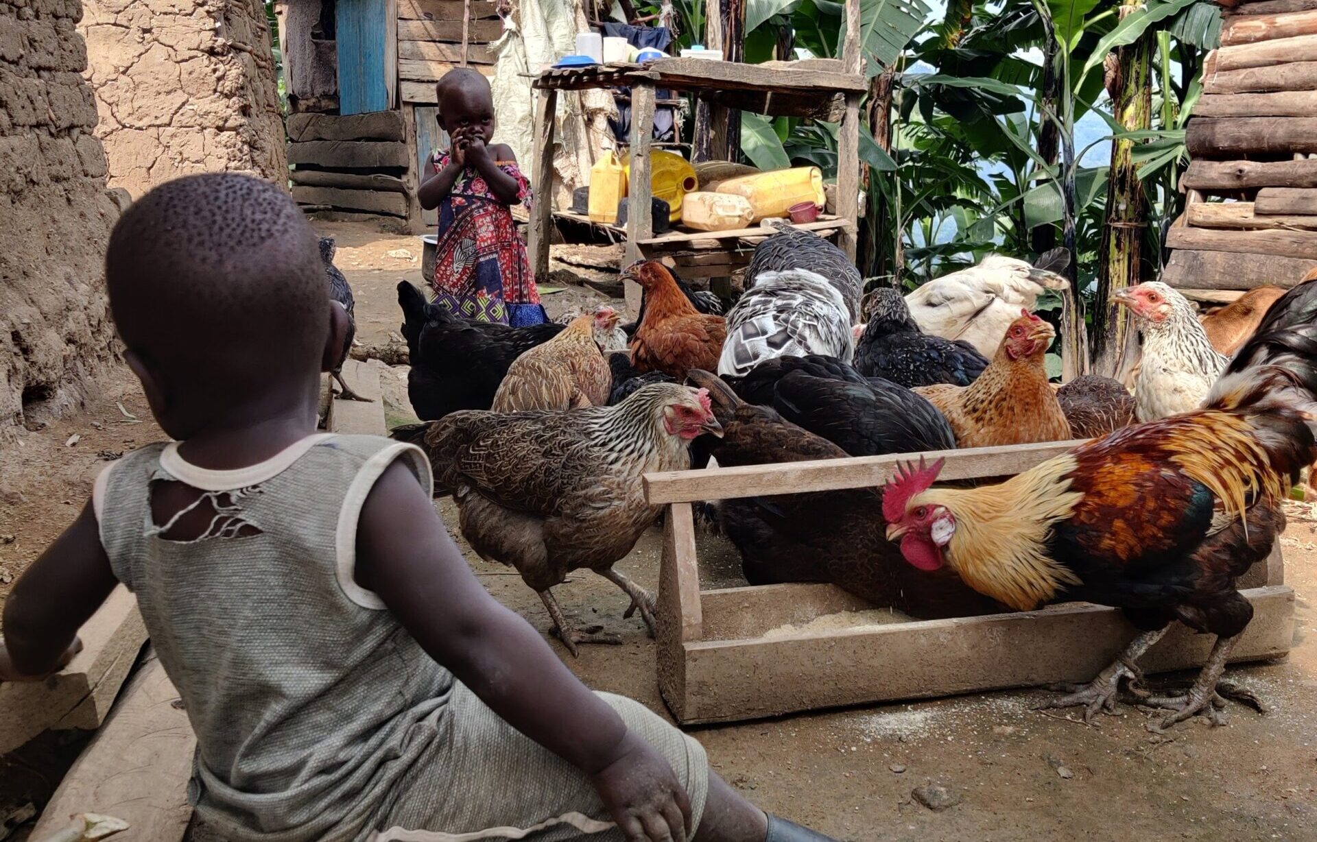 Zion Community Poultry Project