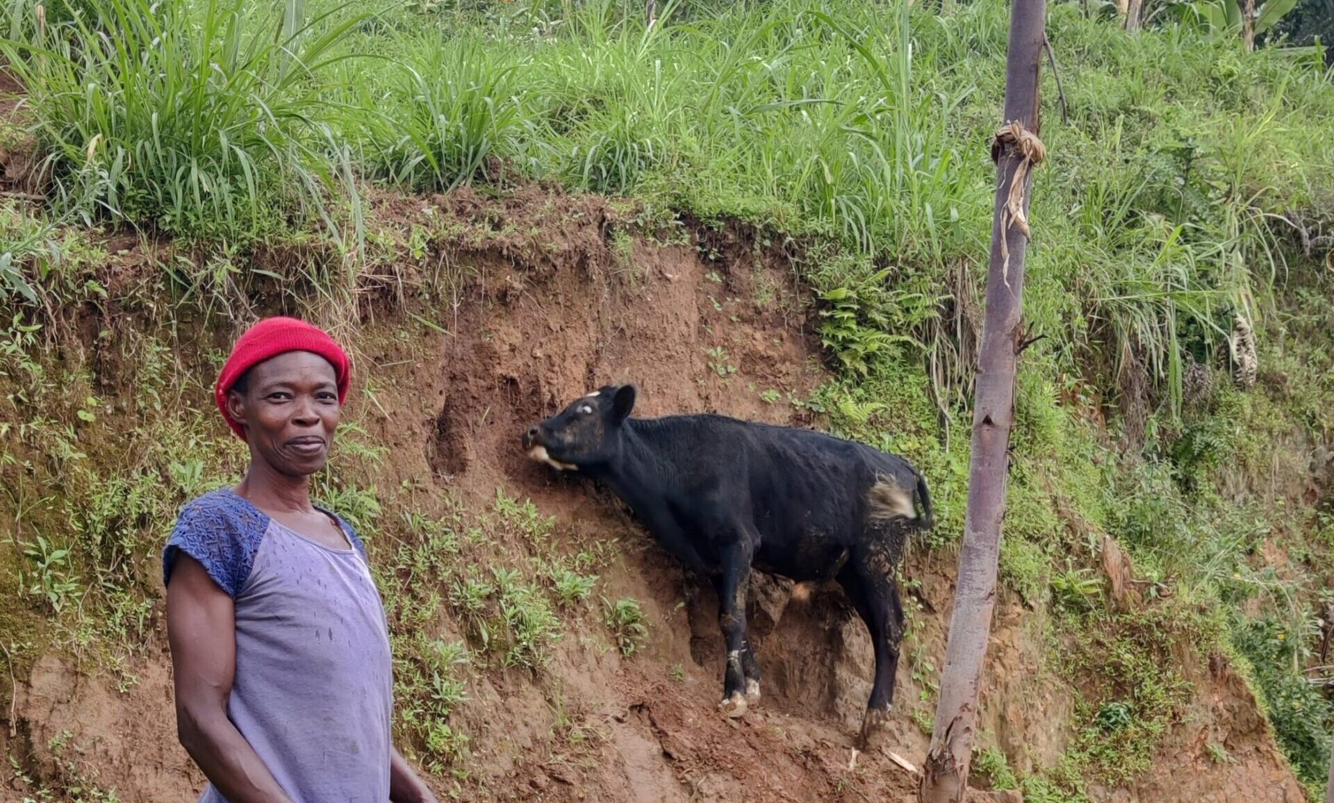 Zion Community Women Cattle Project